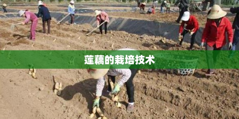 莲藕的栽培技术