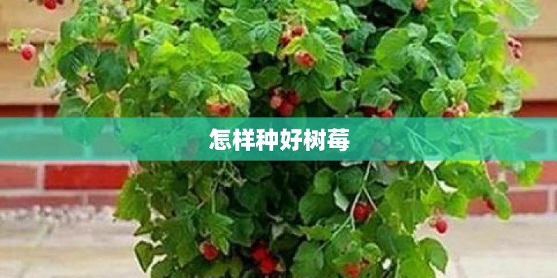 怎样种好树莓 怎样种好树莓