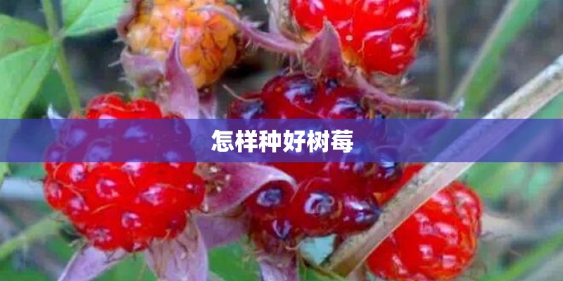 怎样种好树莓 怎样种好树莓