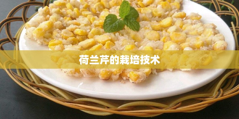 荷兰芹的栽培技术