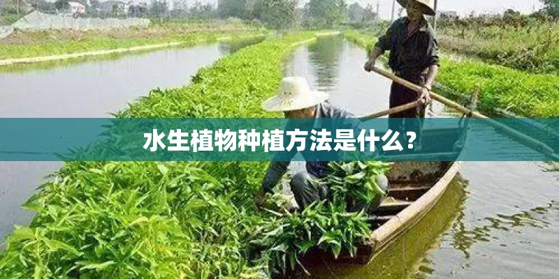 水生植物种植方法是什么？