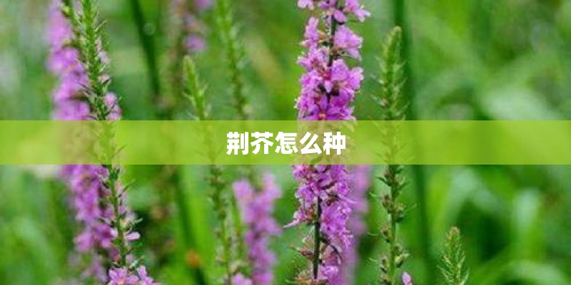 荆芥怎么种