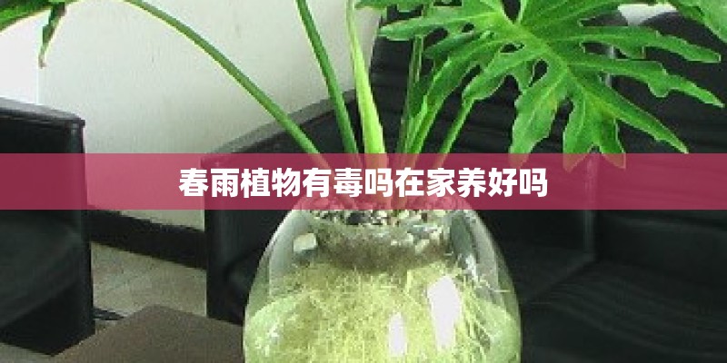 春雨植物有毒吗在家养好吗