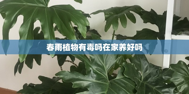 春雨植物有毒吗在家养好吗