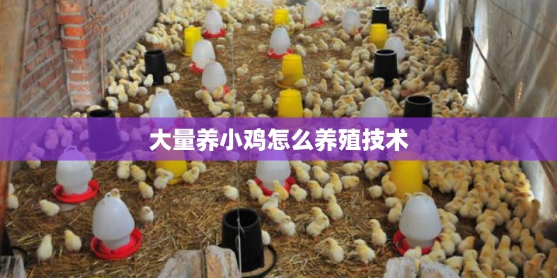 大量养小鸡怎么养殖技术