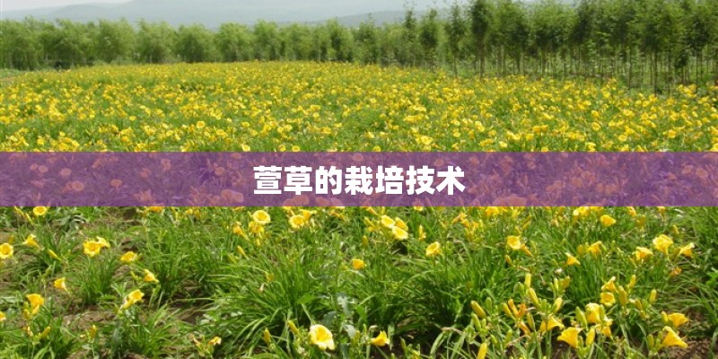 萱草的栽培技术