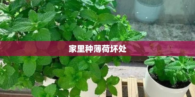 家里种薄荷坏处
