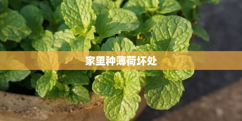 家里种薄荷坏处