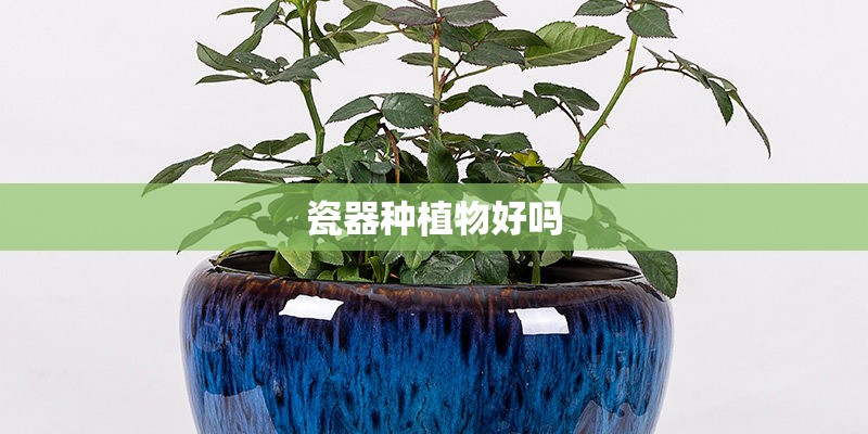 瓷器种植物好吗