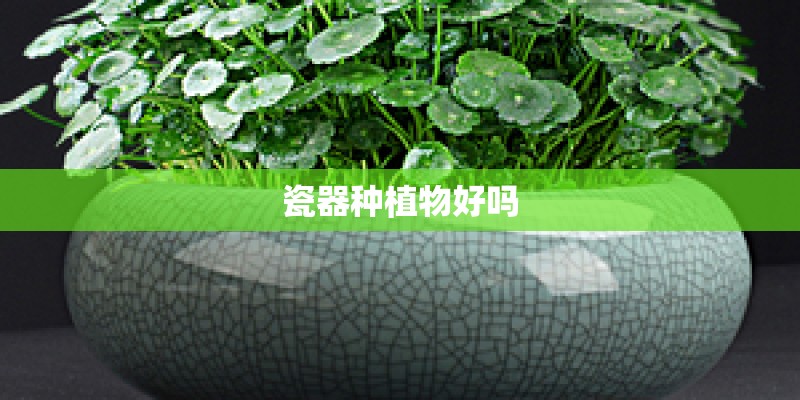 瓷器种植物好吗 瓷器种植物好吗