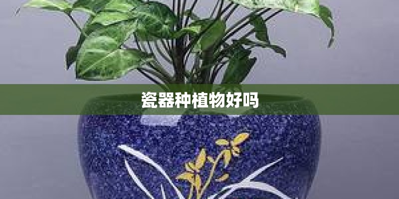 瓷器种植物好吗 瓷器种植物好吗