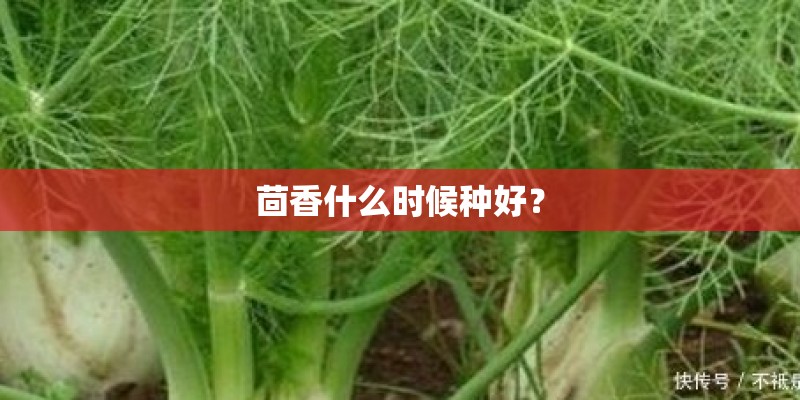 茴香什么时候种好？