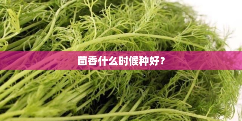 茴香什么时候种好？
