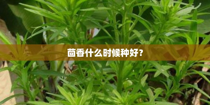 茴香什么时候种好？
