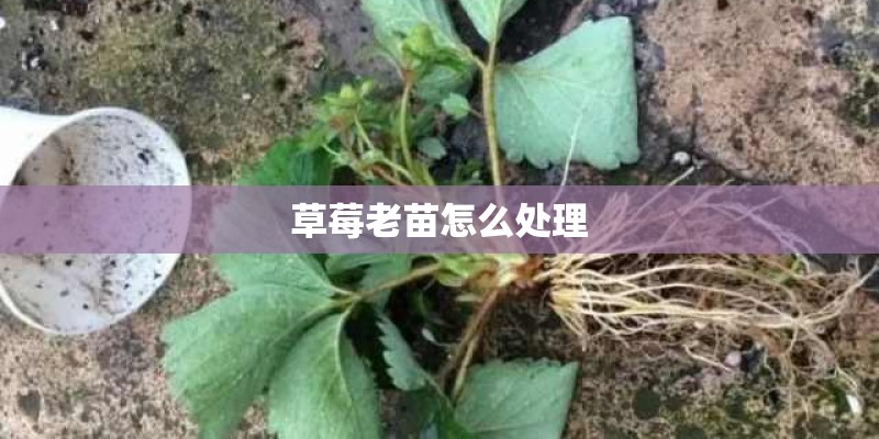草莓老苗怎么处理