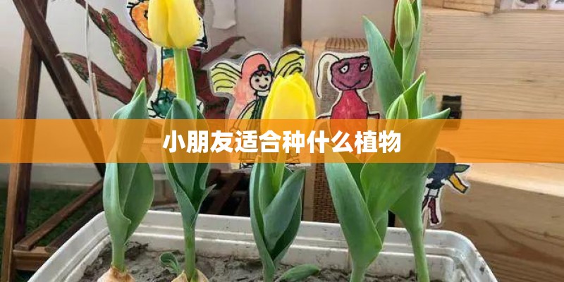 小朋友适合种什么植物