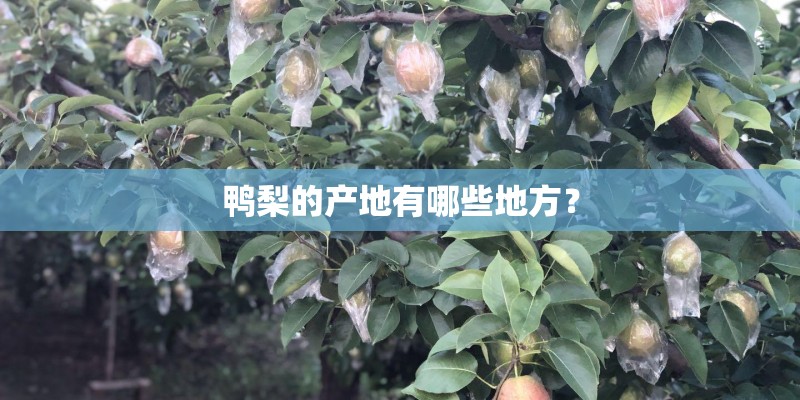 鸭梨的产地有哪些地方？