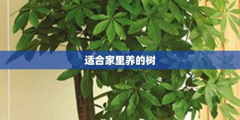 适合家里养的树