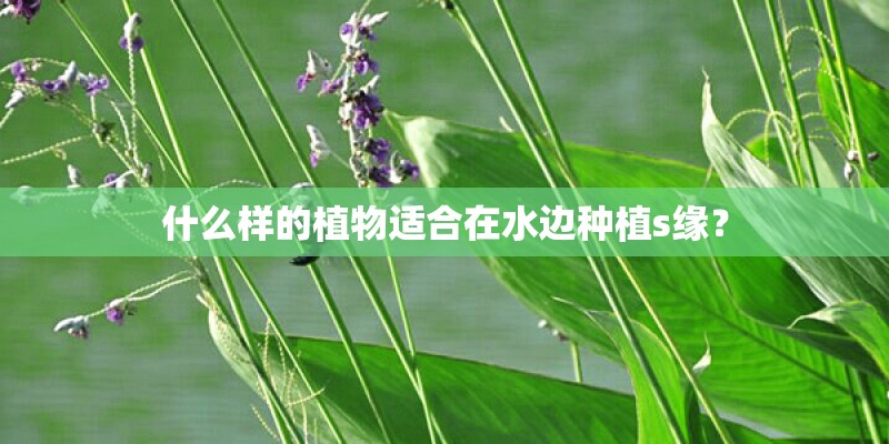 什么样的植物适合在水边种植s缘？