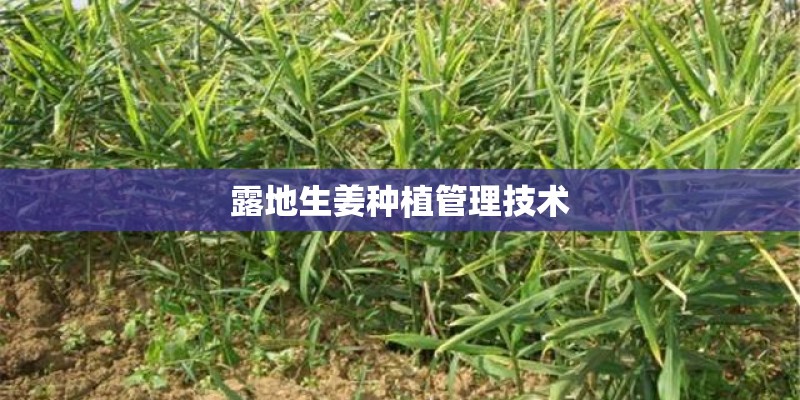 露地生姜种植管理技术