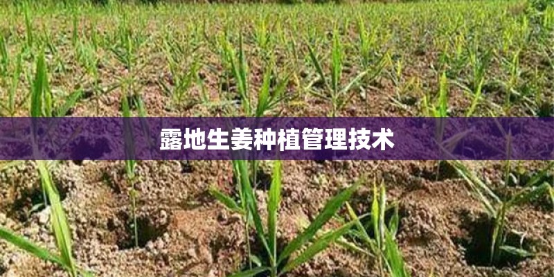 露地生姜种植管理技术