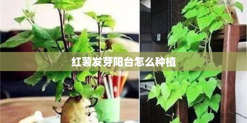 红薯发芽阳台怎么种植