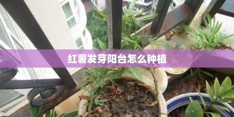 红薯发芽阳台怎么种植