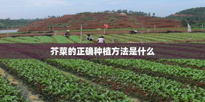 芥菜的正确种植方法是什么