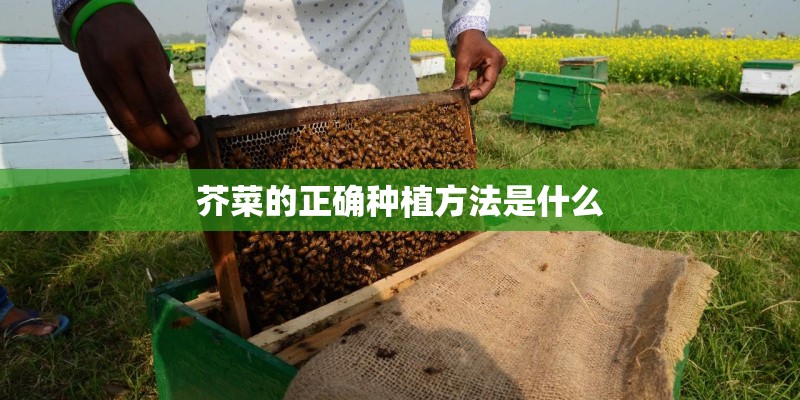 芥菜的正确种植方法是什么