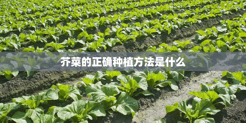 芥菜的正确种植方法是什么