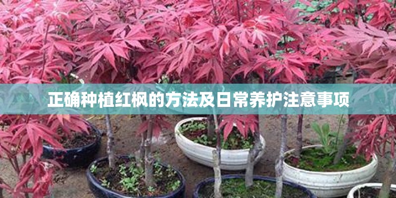 正确种植红枫的方法及日常养护注意事项