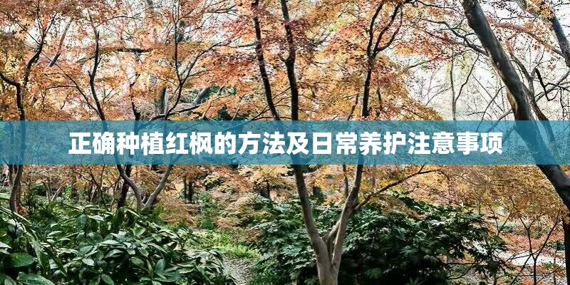 正确种植红枫的方法及日常养护注意事项