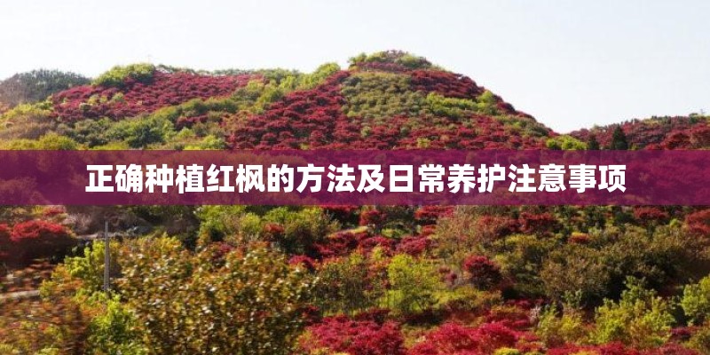 正确种植红枫的方法及日常养护注意事项