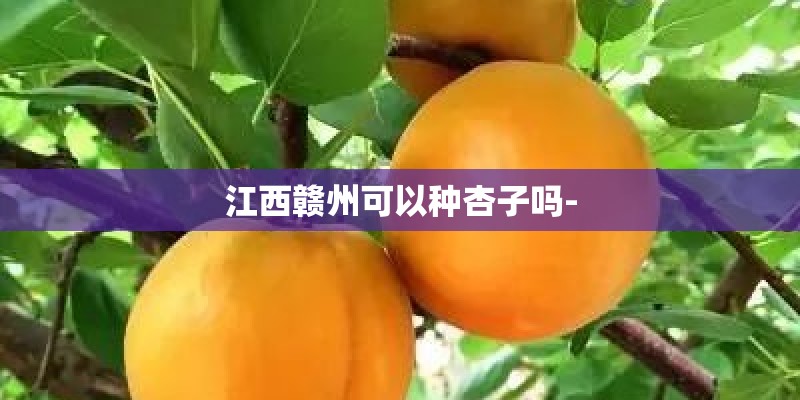江西赣州可以种杏子吗-