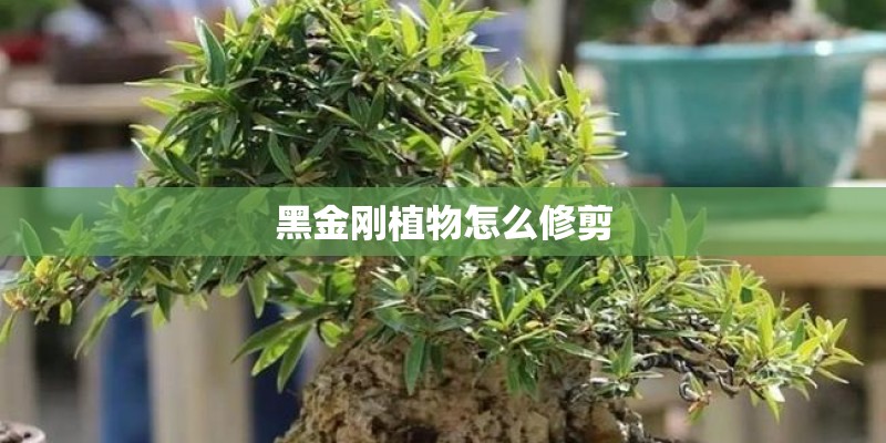 黑金刚植物怎么修剪