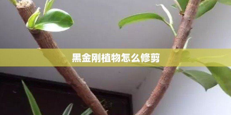 黑金刚植物怎么修剪