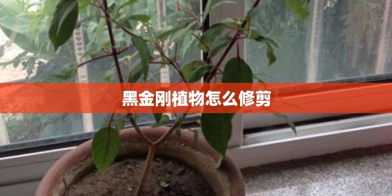 黑金刚植物怎么修剪