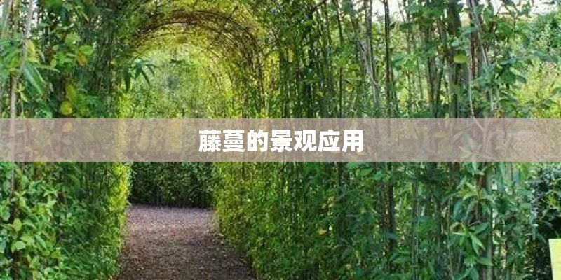 藤蔓的景观应用