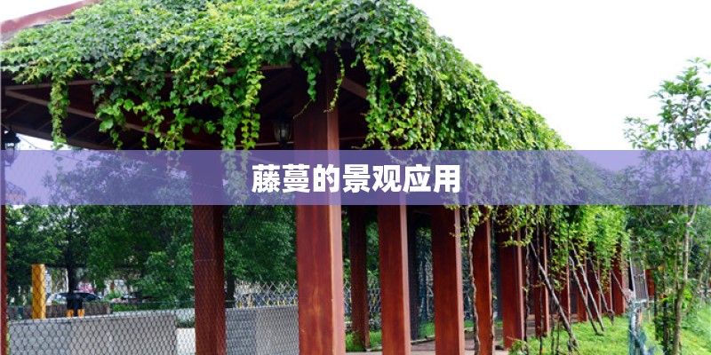 藤蔓的景观应用