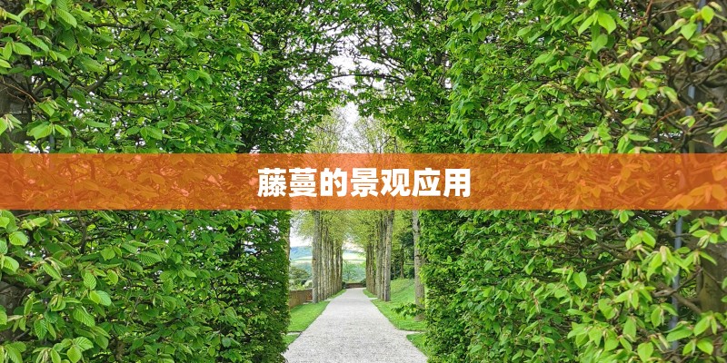 藤蔓的景观应用