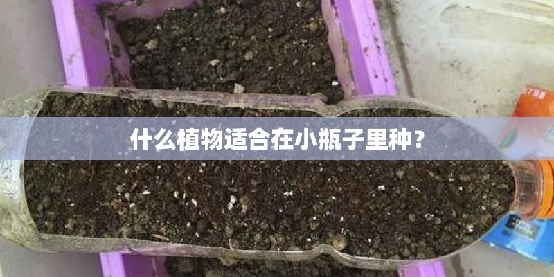 什么植物适合在小瓶子里种？