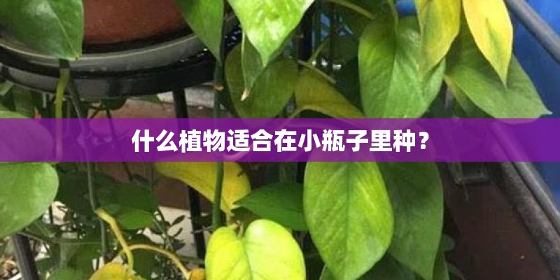 什么植物适合在小瓶子里种？