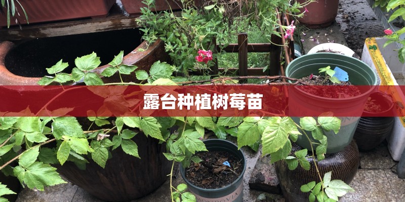 露台种植树莓苗
