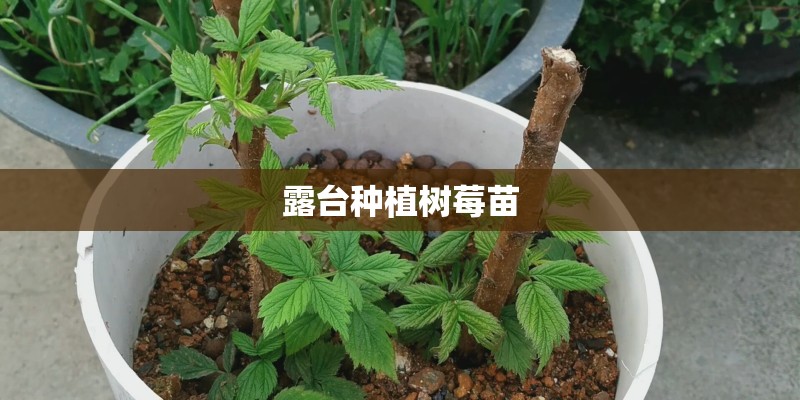 露台种植树莓苗