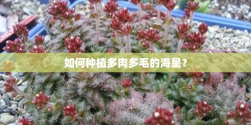 如何种植多肉多毛的海星？