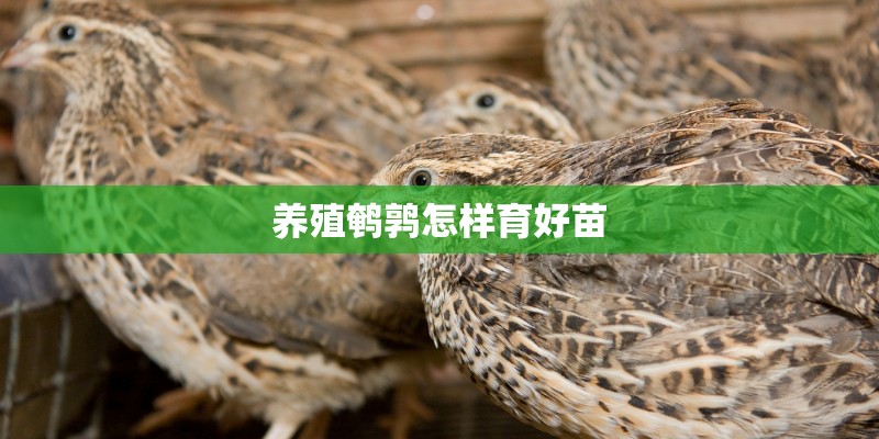 养殖鹌鹑怎样育好苗