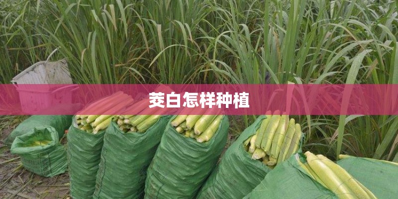 茭白怎样种植