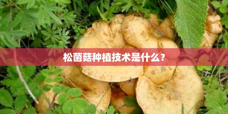 松菌菇种植技术是什么？