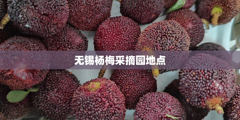 无锡杨梅采摘园地点