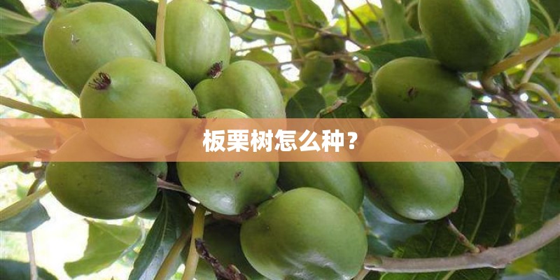 板栗树怎么种？